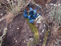 Cipocereus minensis