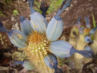 Cipocereus minensis