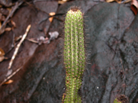 Cipocereus minensis