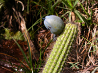 Cipocereus minensis