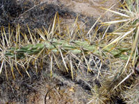 Cylindropuntia molesta