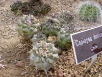 Copiapoa mollicula