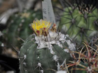 Copiapoa mollicula