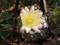 Copiapoa mollicula