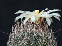 Coryphantha nickelsiae