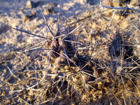 Corynopuntia nigrispina