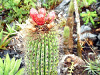 Cephalocereus nizandensis