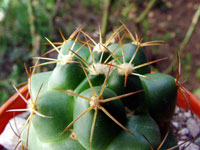 Coryphantha ottonis