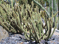 Cleistocactus palhuayensis