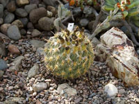 Coryphantha pallida