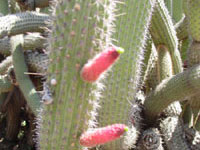 Cleistocactus parapetiensis