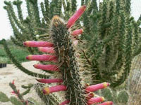 Cleistocactus parapetiensis