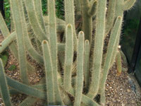Cleistocactus parviflorus