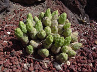 Cumulopuntia pentlandii