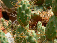 Cumulopuntia pentlandii