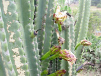 Cereus peruvianus