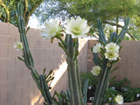 Cereus peruvianus