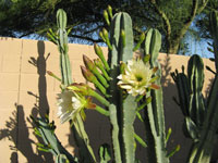 Cereus peruvianus