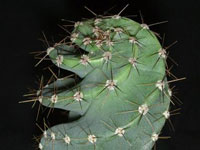 Cereus peruvianus