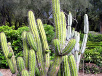 Cleistocactus plagiostoma