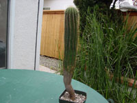 Coleocephalocereus pluricostatus