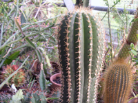 Coleocephalocereus pluricostatus