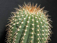 Coleocephalocereus pluricostatus