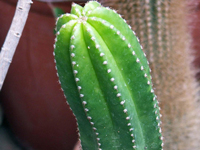 Coleocephalocereus pluricostatus