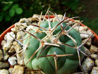 Coryphantha poselgeriana