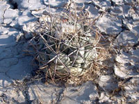 Coryphantha poselgeriana