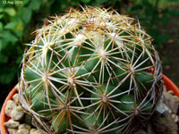 Coryphantha potosiana