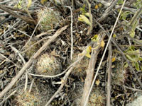 Coryphantha potosiana