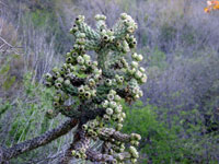 Cylindropuntia prolifera