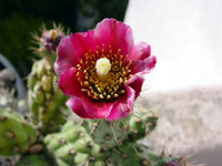 Cylindropuntia prolifera