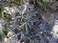 Cylindropuntia prolifera