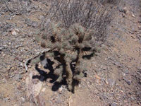 Cylindropuntia prolifera