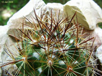 Coryphantha pseudoechinus