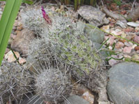 Thelocactus hastifer