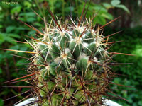 Thelocactus hastifer