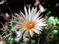 Thelocactus hastifer