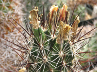 Coryphantha pulleineana