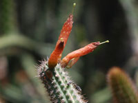 Cleistocactus pungens