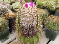 Coleocephalocereus purpureus