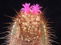 Coleocephalocereus purpureus