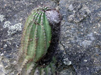 Coleocephalocereus purpureus