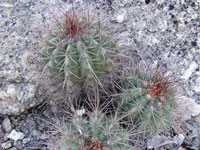 Coleocephalocereus purpureus