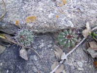 Coleocephalocereus purpureus