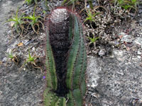 Coleocephalocereus purpureus