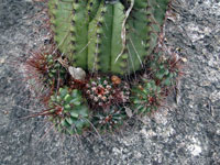 Coleocephalocereus purpureus