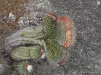 Coleocephalocereus purpureus